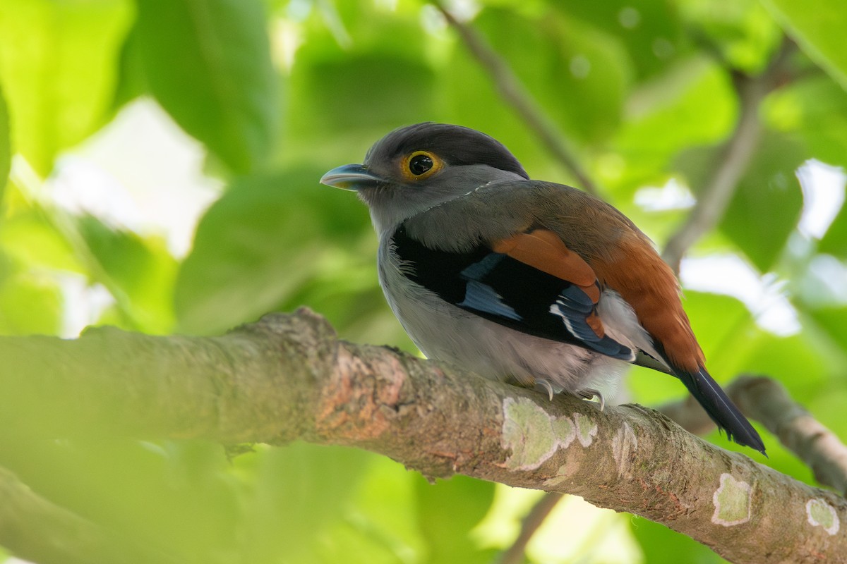 Gray-lored Broadbill - ML634467098