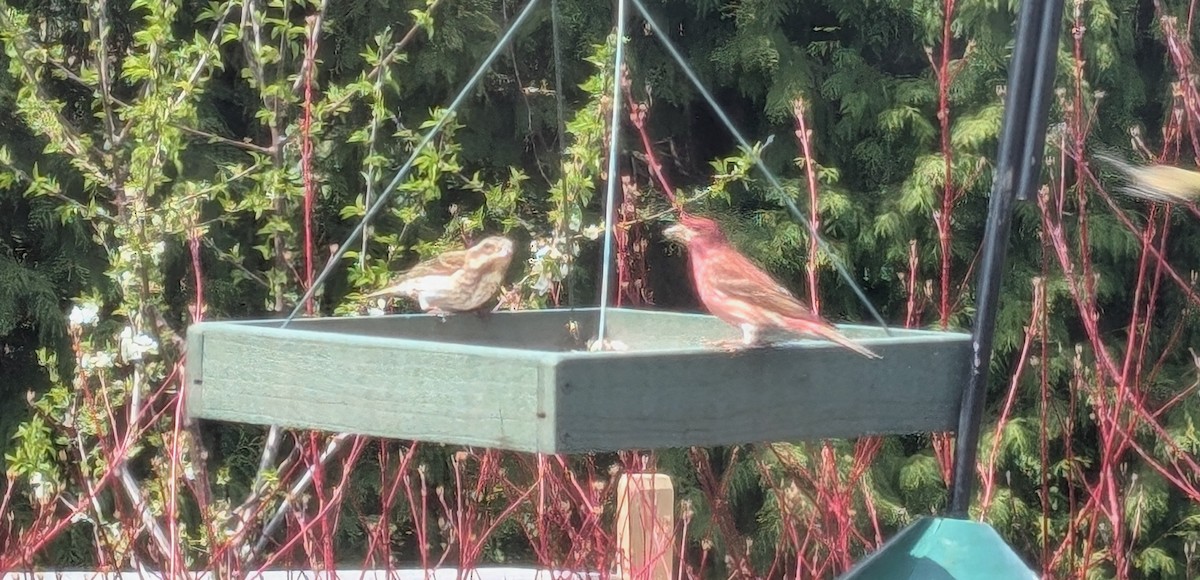 Purple Finch (Eastern) - ML634467120