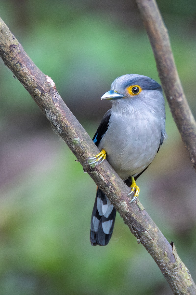 Gray-lored Broadbill - ML634467228