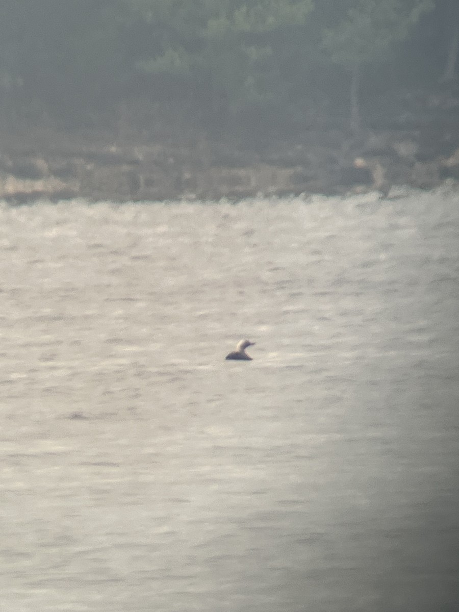 Pacific Loon - ML634467453