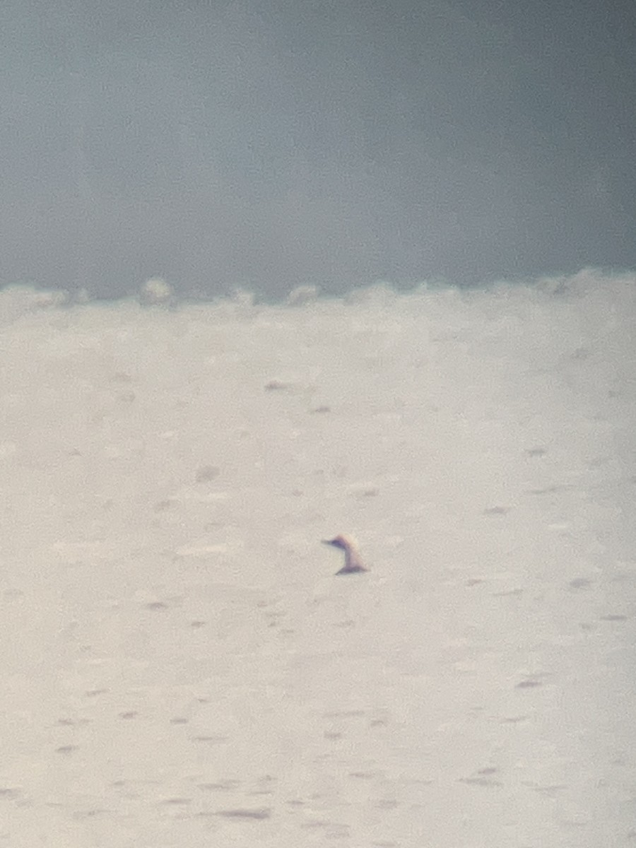 Pacific Loon - ML634467454