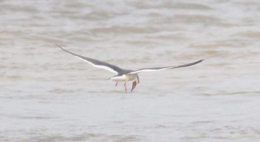 Black Skimmer - ML634467650