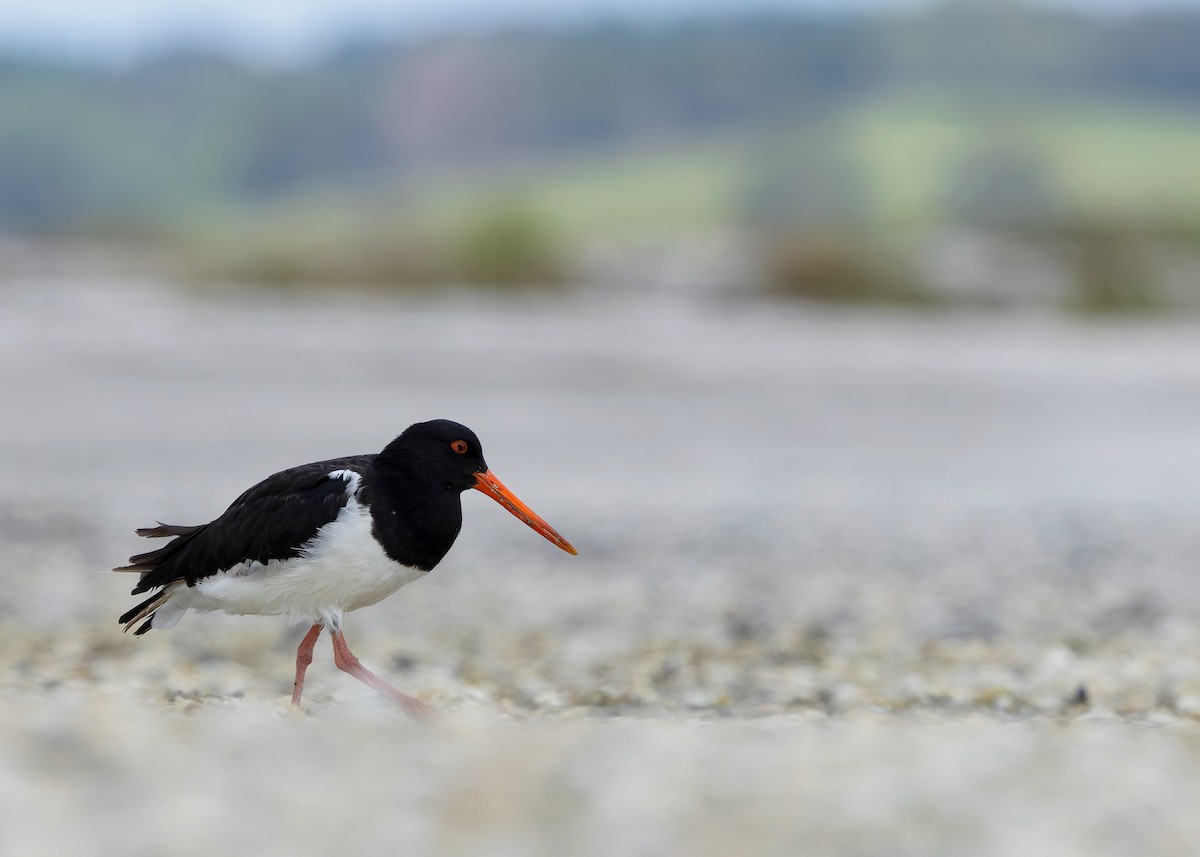 South Island Oystercatcher - ML634467754