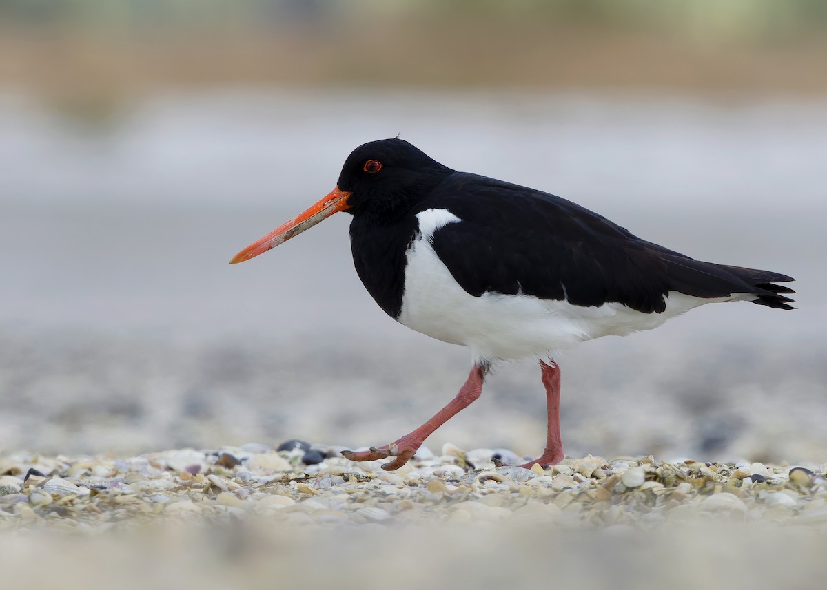 South Island Oystercatcher - ML634467755