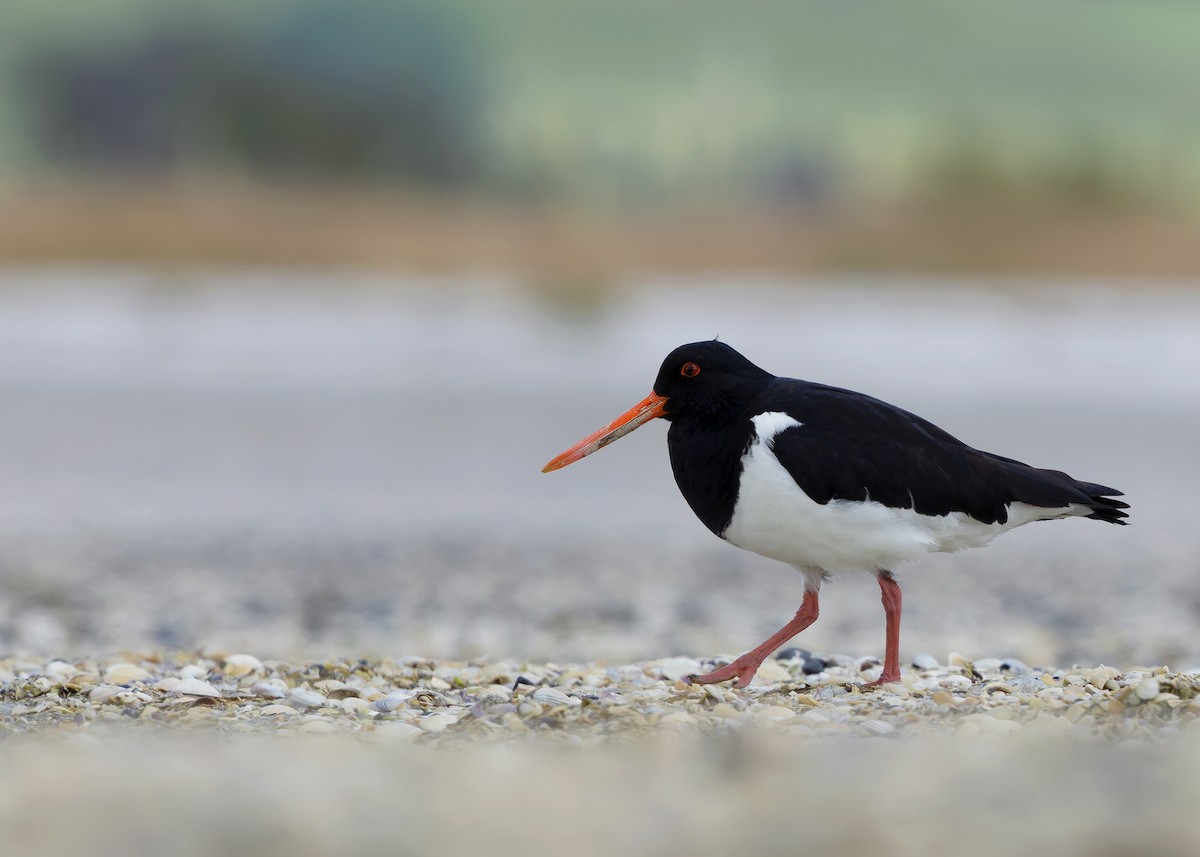 South Island Oystercatcher - ML634467756