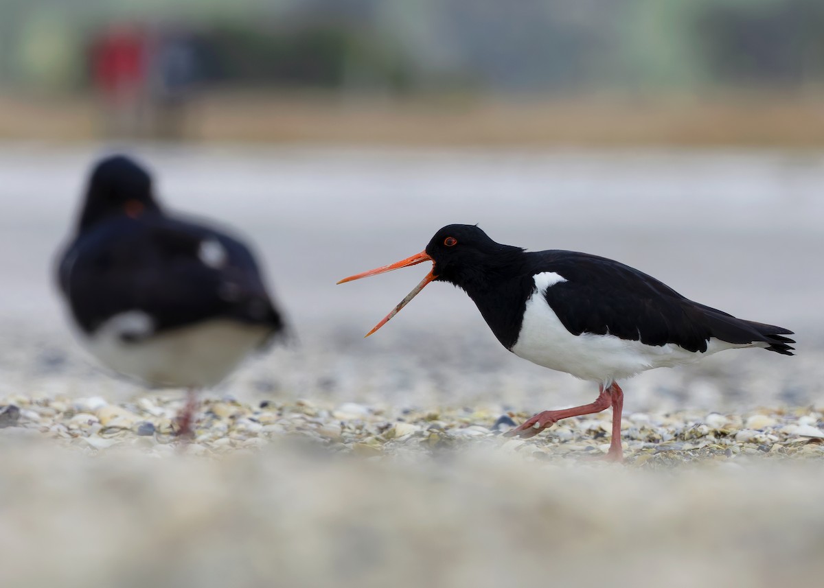 South Island Oystercatcher - ML634467757