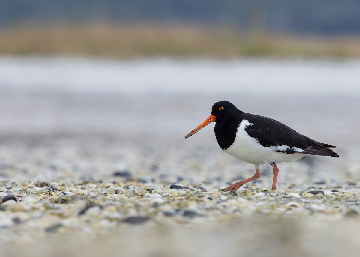 South Island Oystercatcher - ML634467758