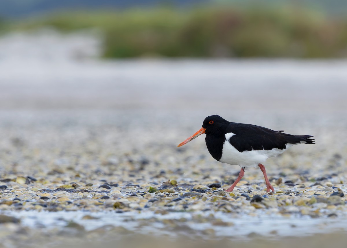 South Island Oystercatcher - ML634467759