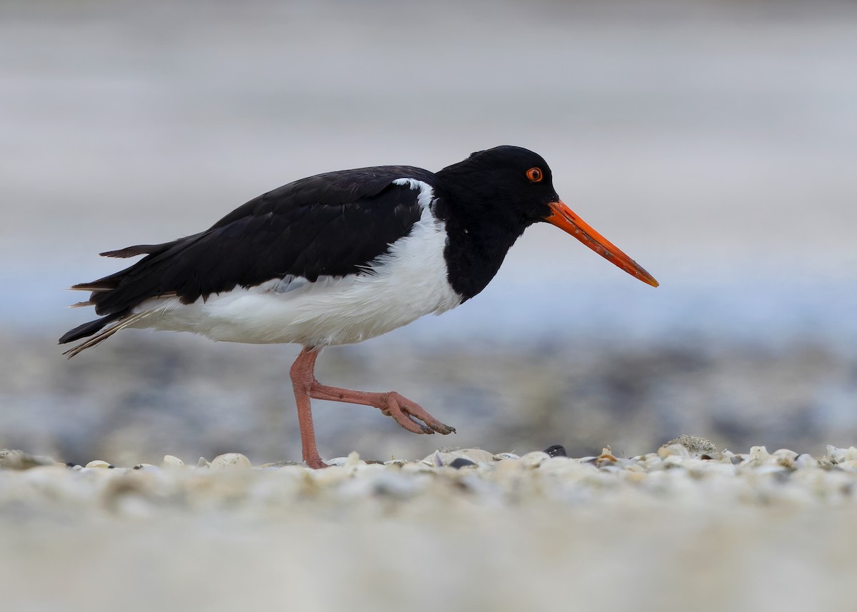 South Island Oystercatcher - ML634467761