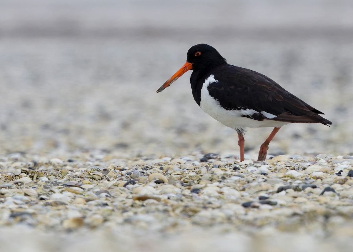 South Island Oystercatcher - ML634467762