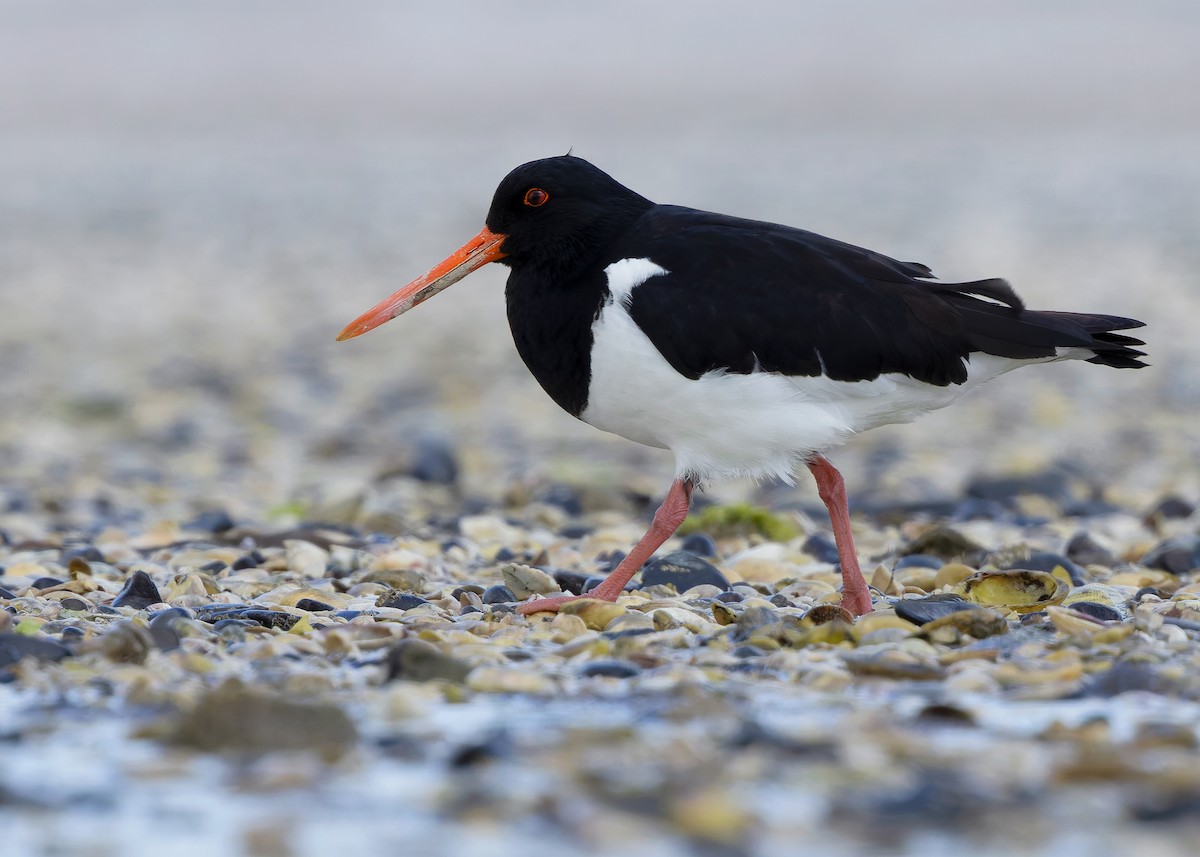 South Island Oystercatcher - ML634467763