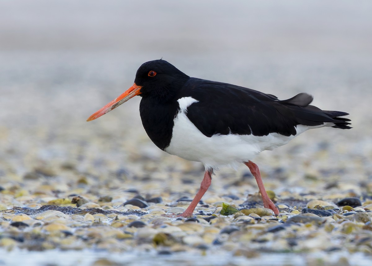 South Island Oystercatcher - ML634467764