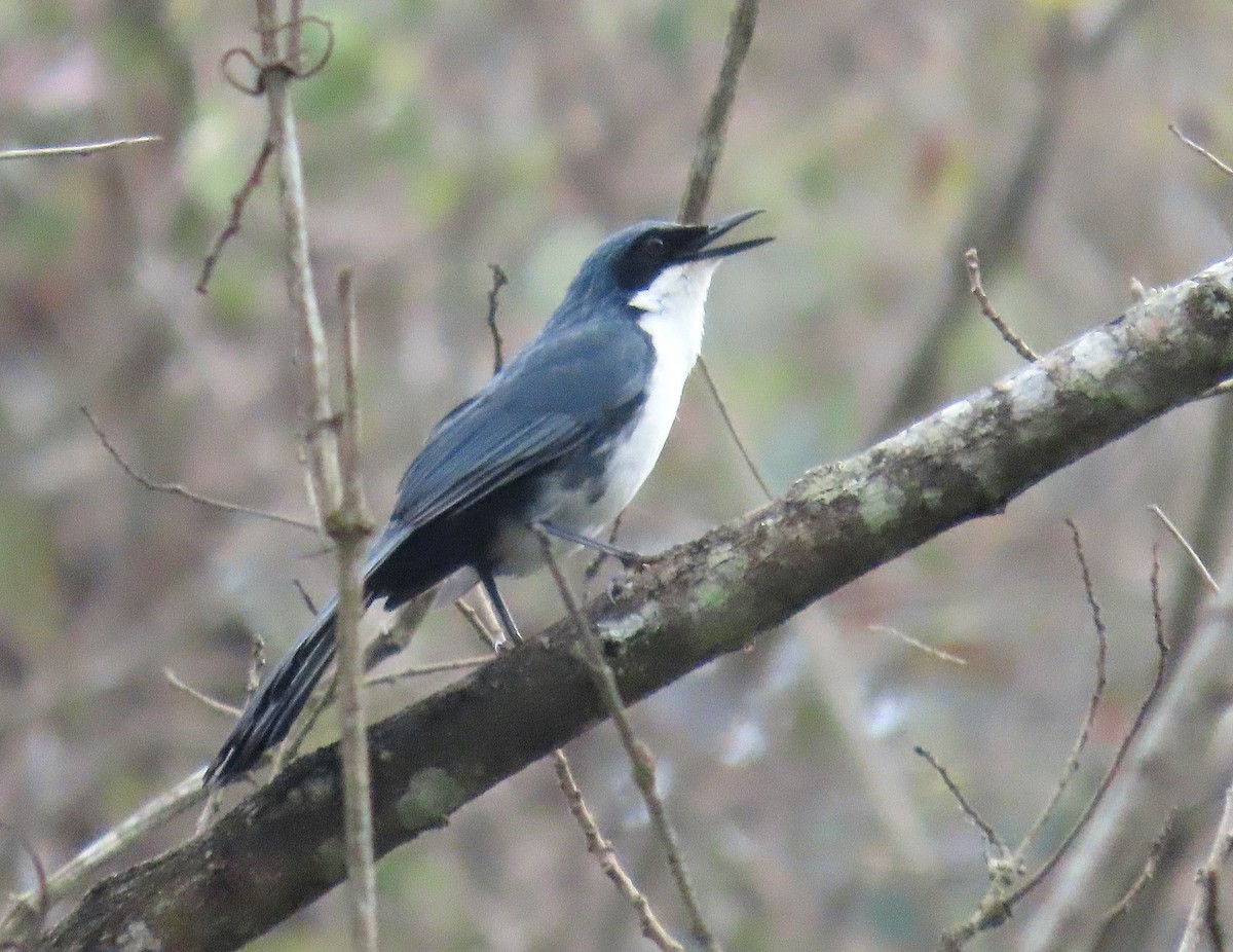Blue-and-white Mockingbird - ML634467904