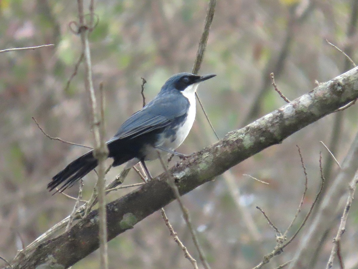 Blue-and-white Mockingbird - ML634467905