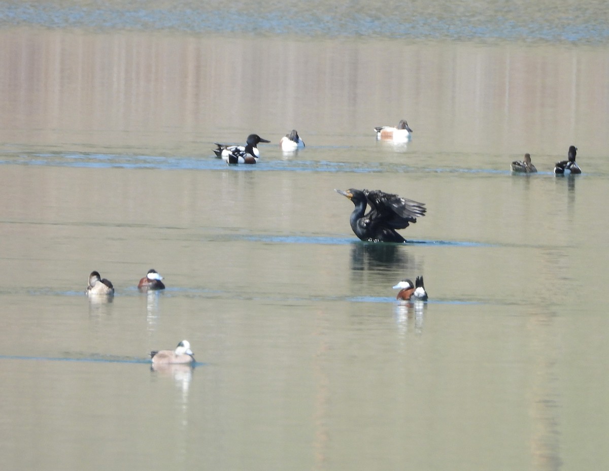Double-crested Cormorant - ML634468182