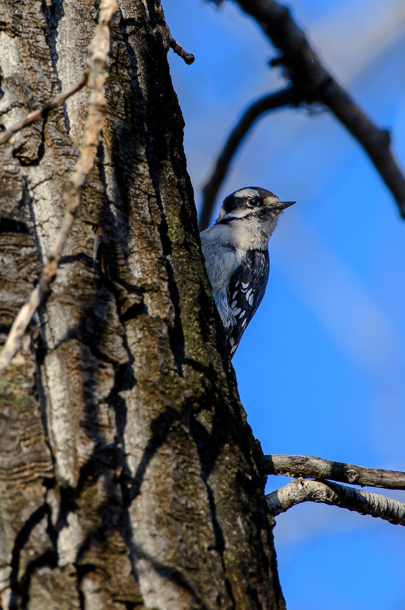 Downy Woodpecker - ML634468371