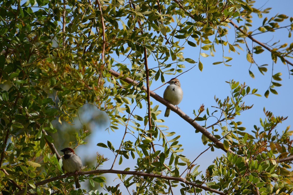 Lark Sparrow - ML634468392