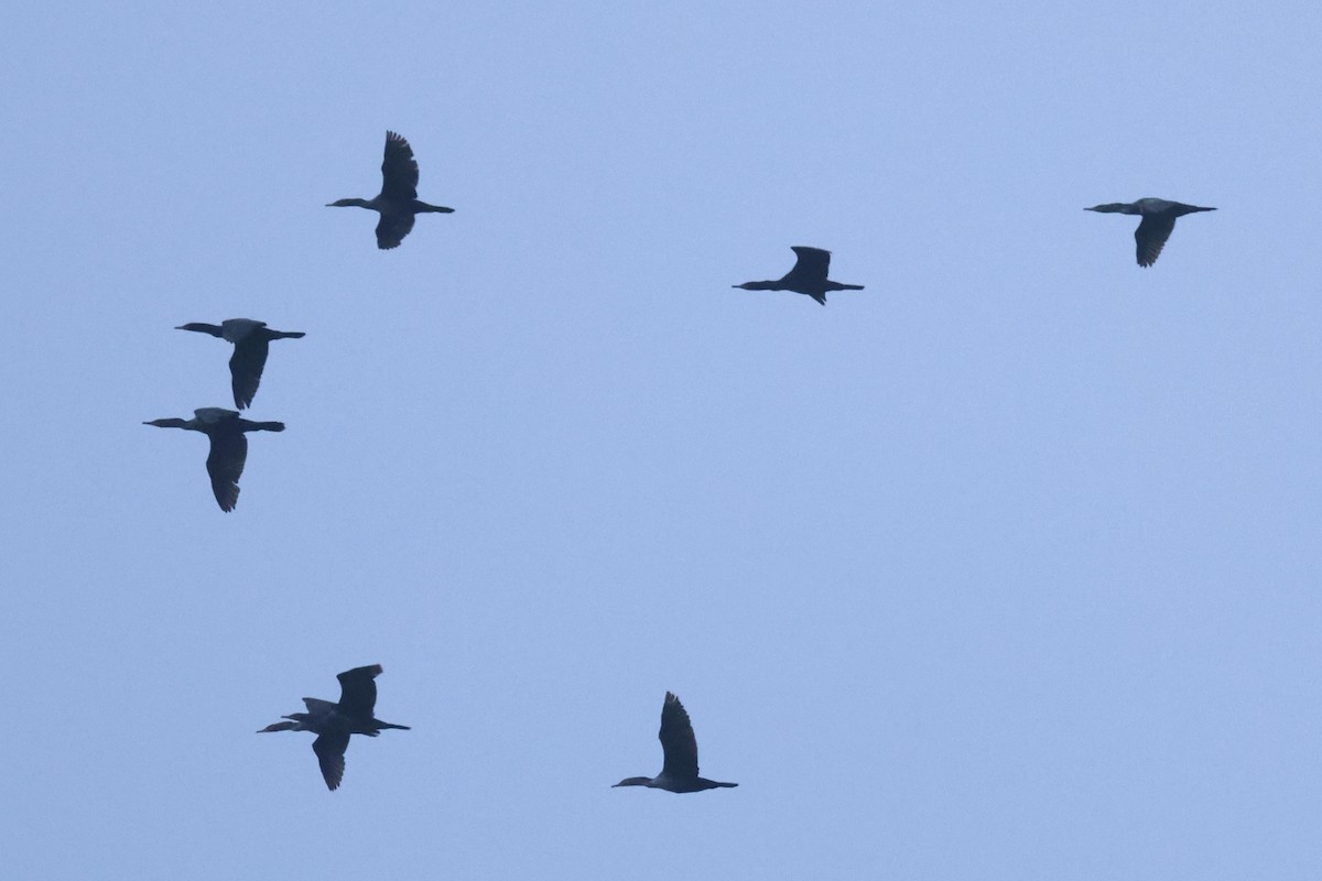 Double-crested Cormorant - ML634468399