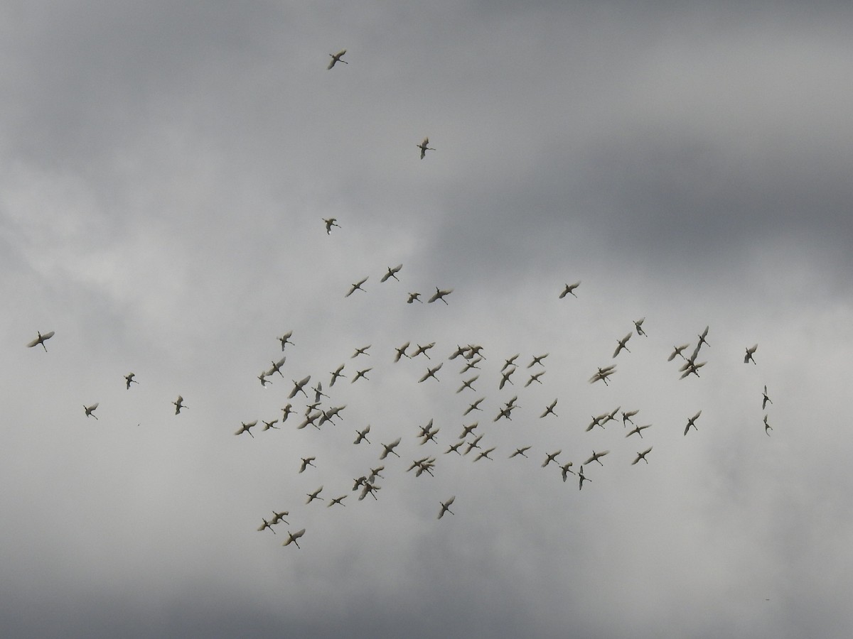 Eurasian Spoonbill - ML634468533
