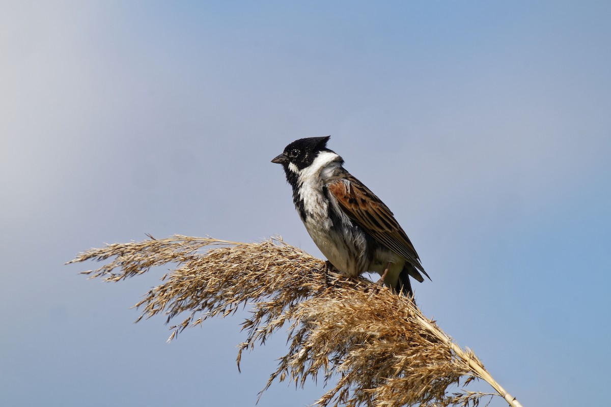 Reed Bunting - ML634468588