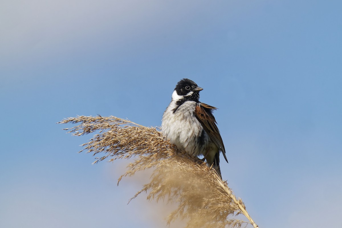 Reed Bunting - ML634468591