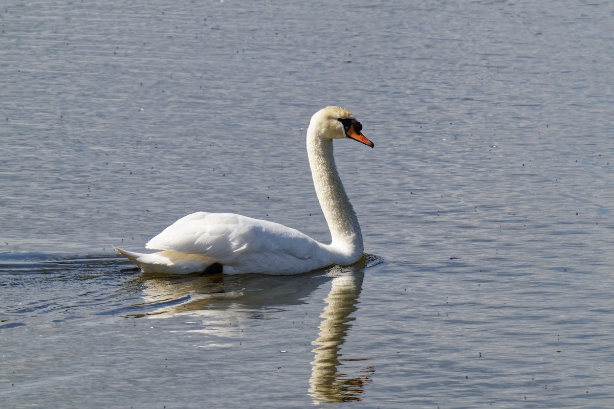 Mute Swan - ML634468599