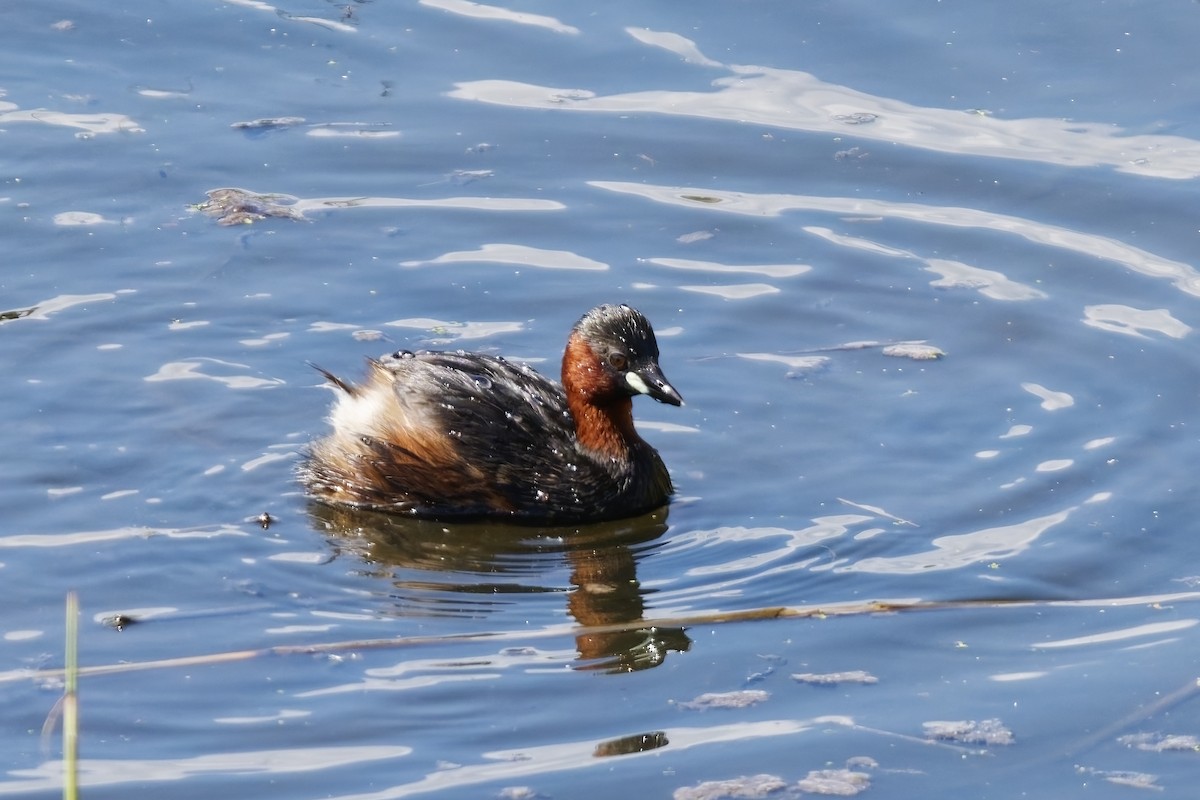 Little Grebe - ML634468601