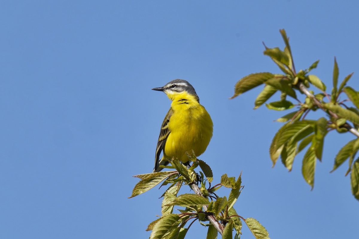White Wagtail - ML634468607