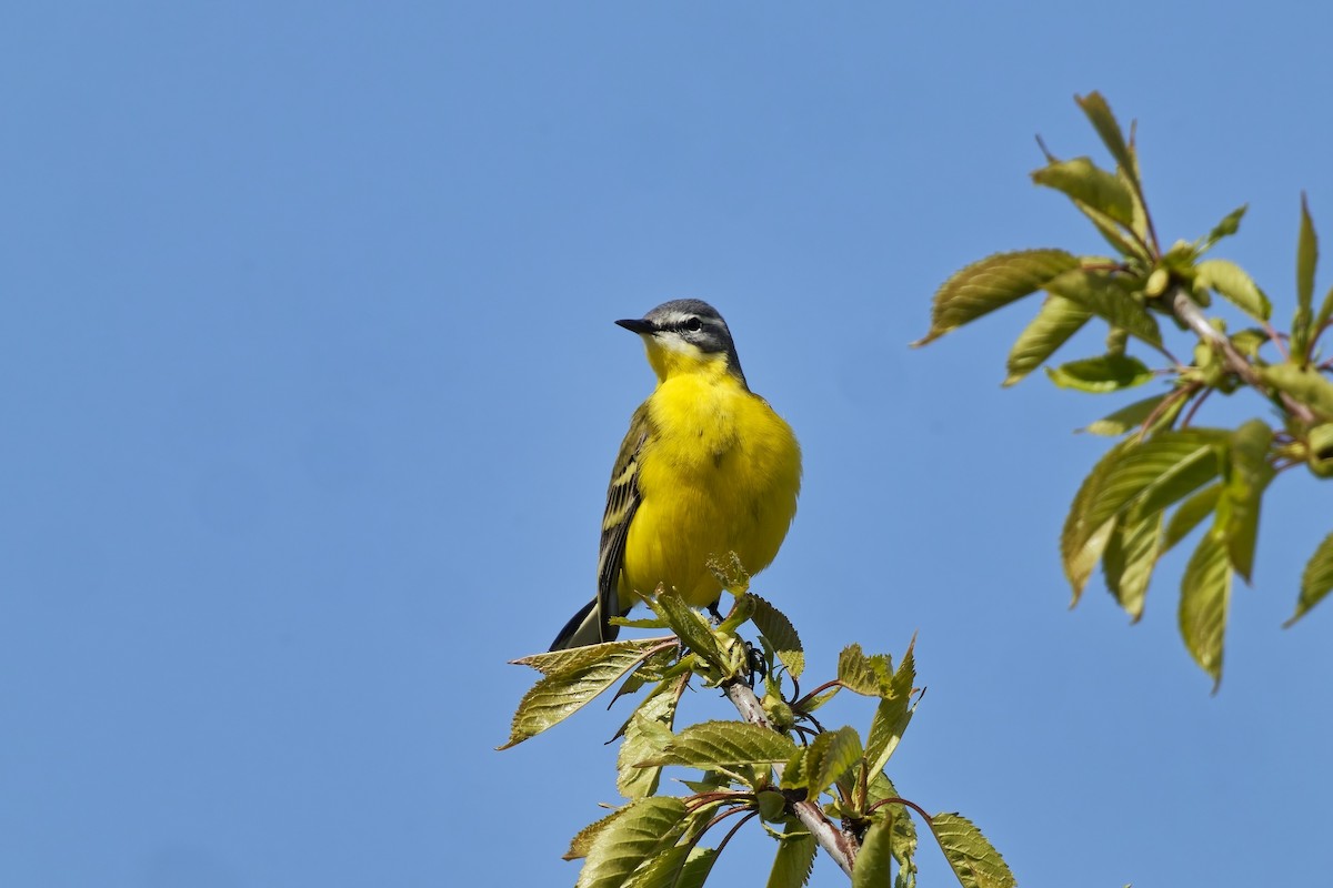 White Wagtail - ML634468609