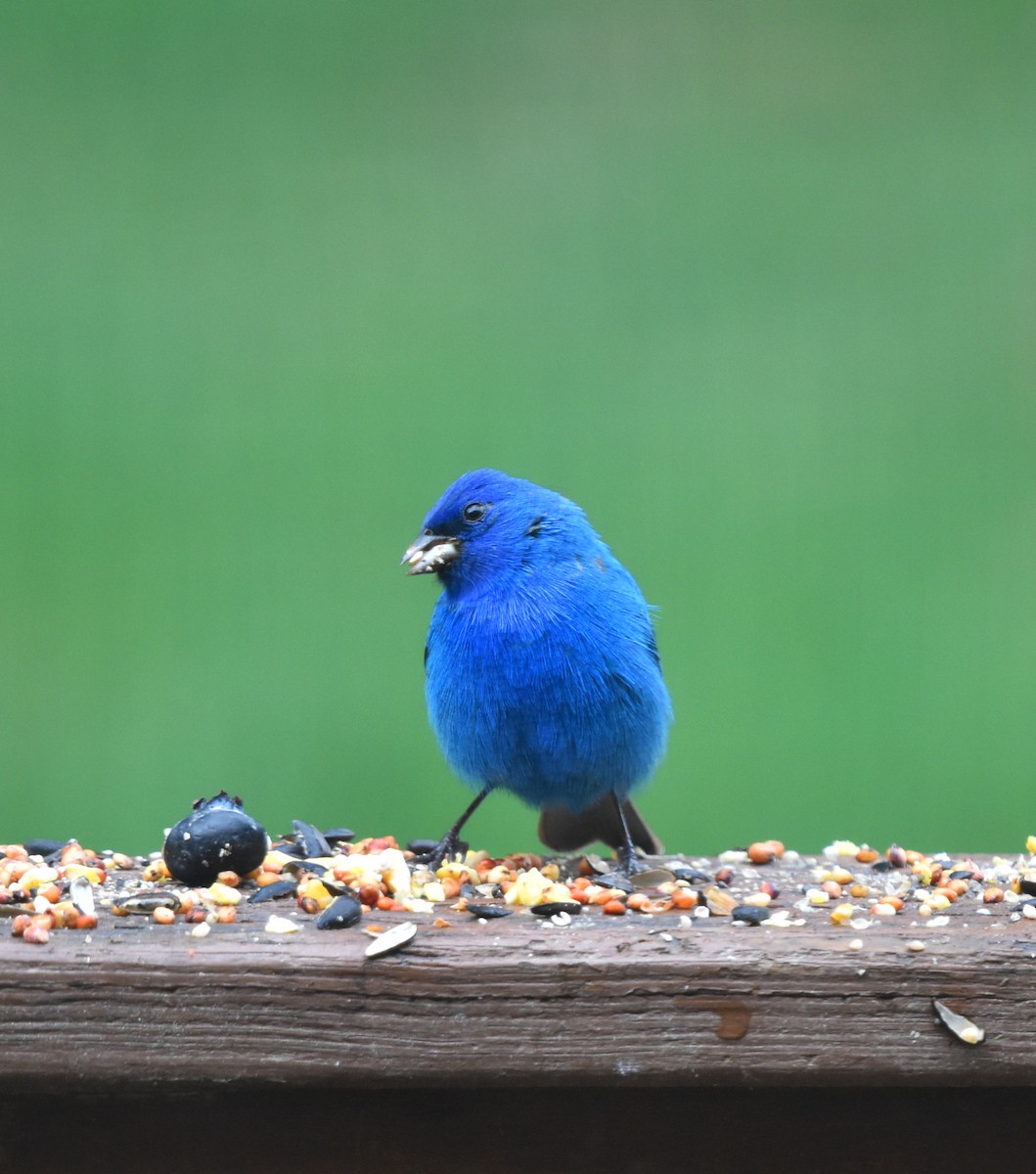 Indigo Bunting - ML634468610