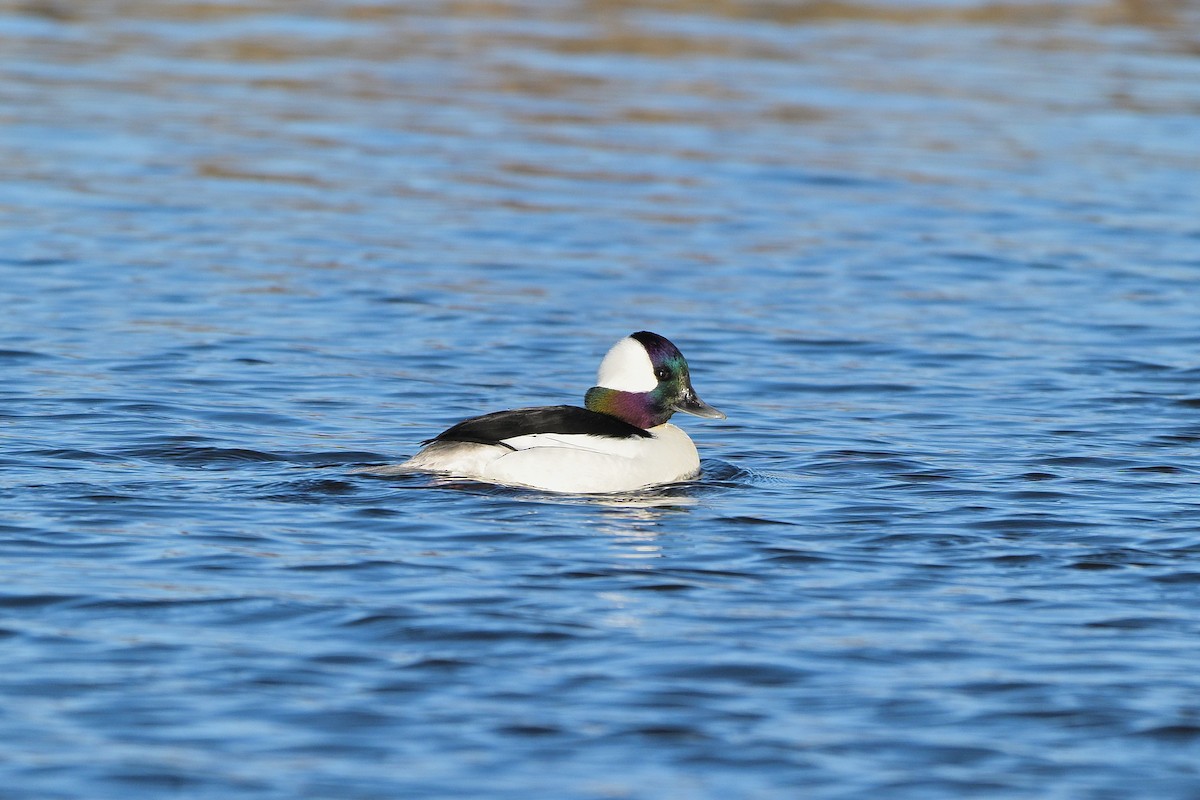 hohol bělavý - ML634468675