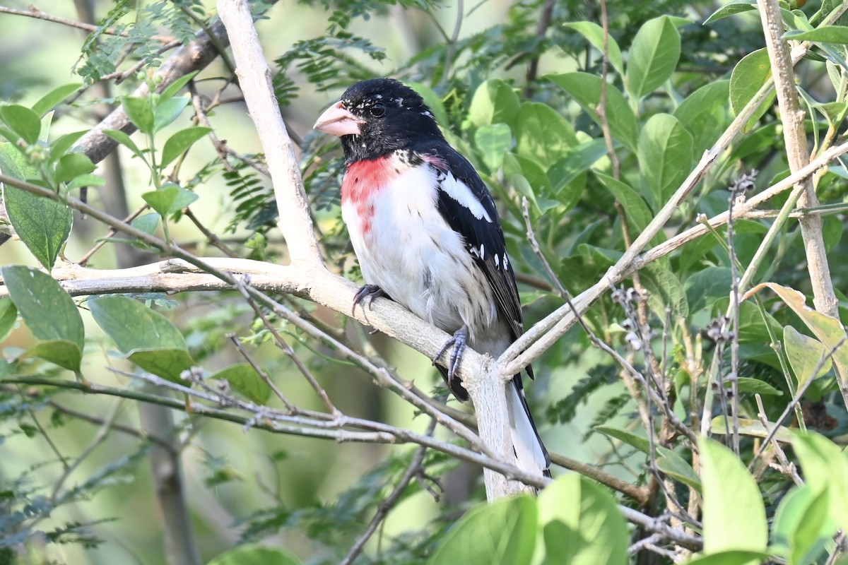 Rosenbrust-Kernknacker - ML634468772