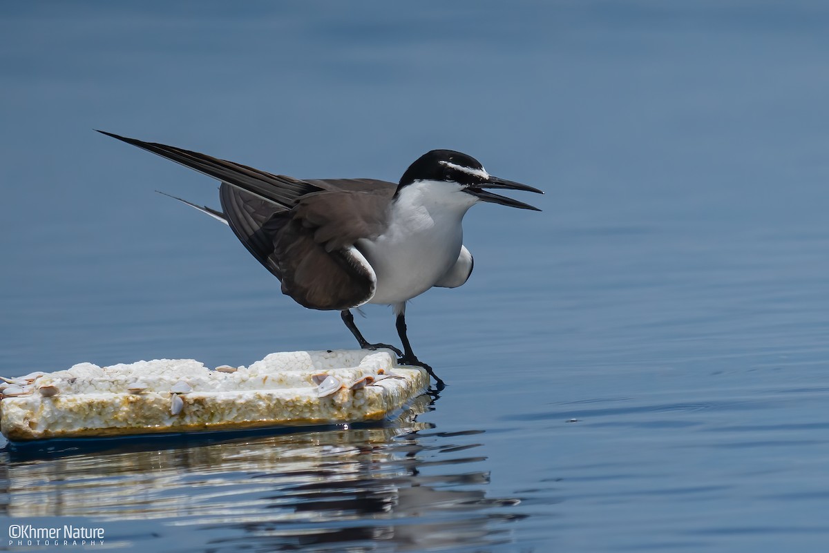 Bridled Tern - ML634468803