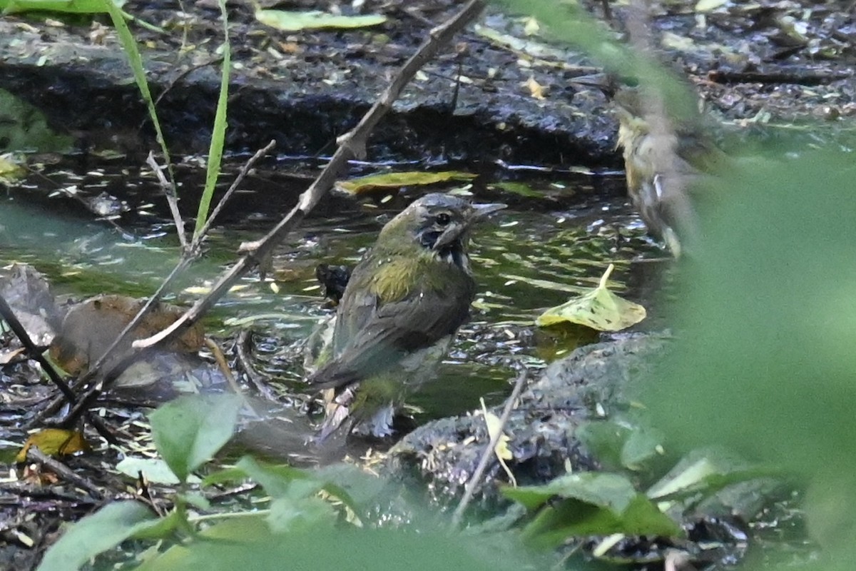 Brauenwaldsänger - ML634468814