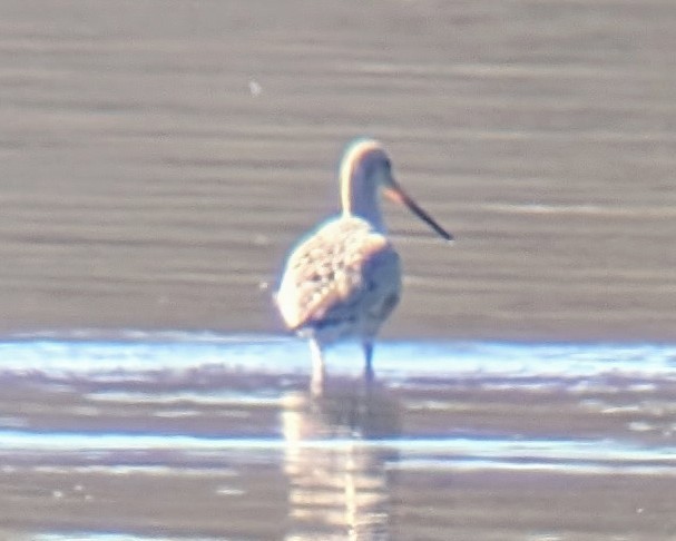 Hudsonian Godwit - ML634468835