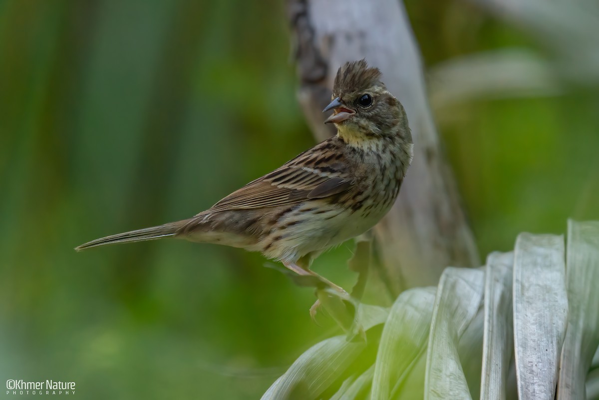 Хөх түрүүт хөмрөг - ML634468838