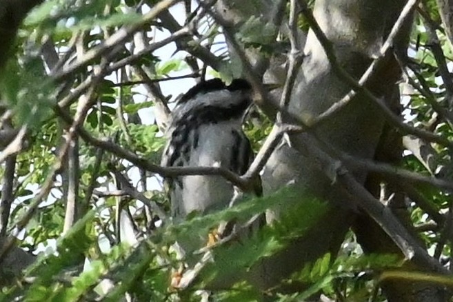 Streifenwaldsänger - ML634468839