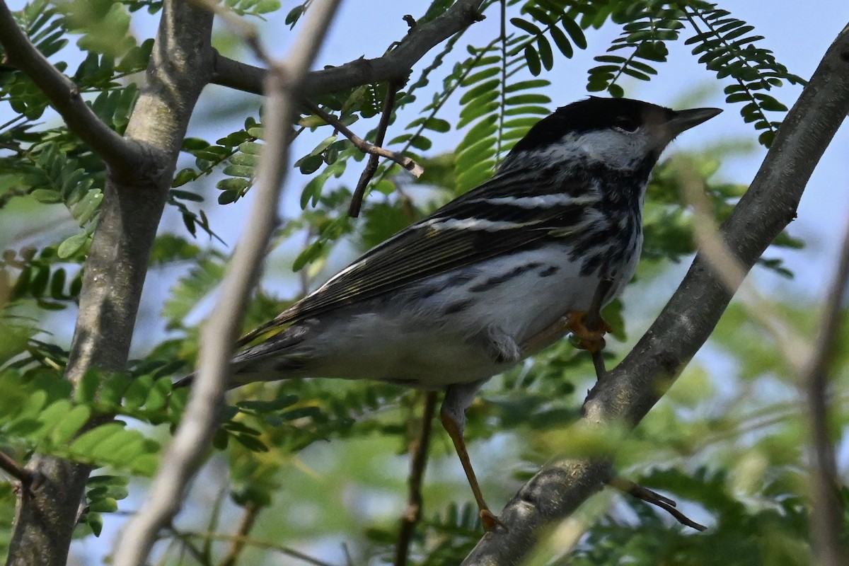 Streifenwaldsänger - ML634468840