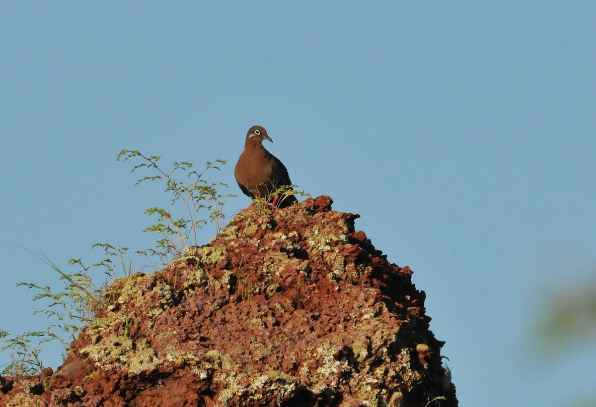 Galápagostaube - ML634469311