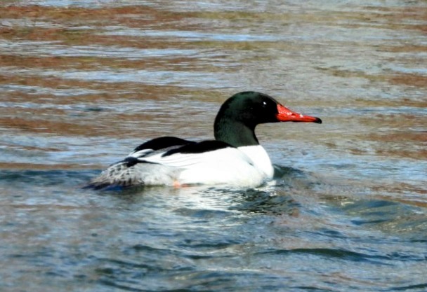 Common Merganser - ML634469537