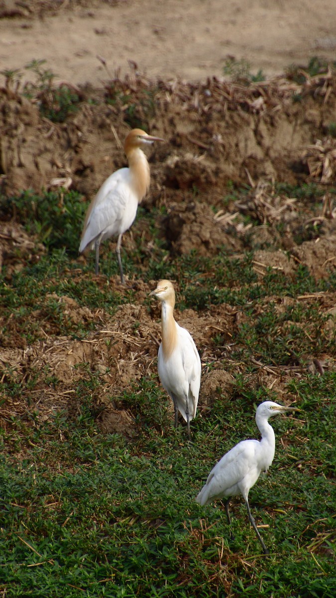 アマサギ - ML634469557