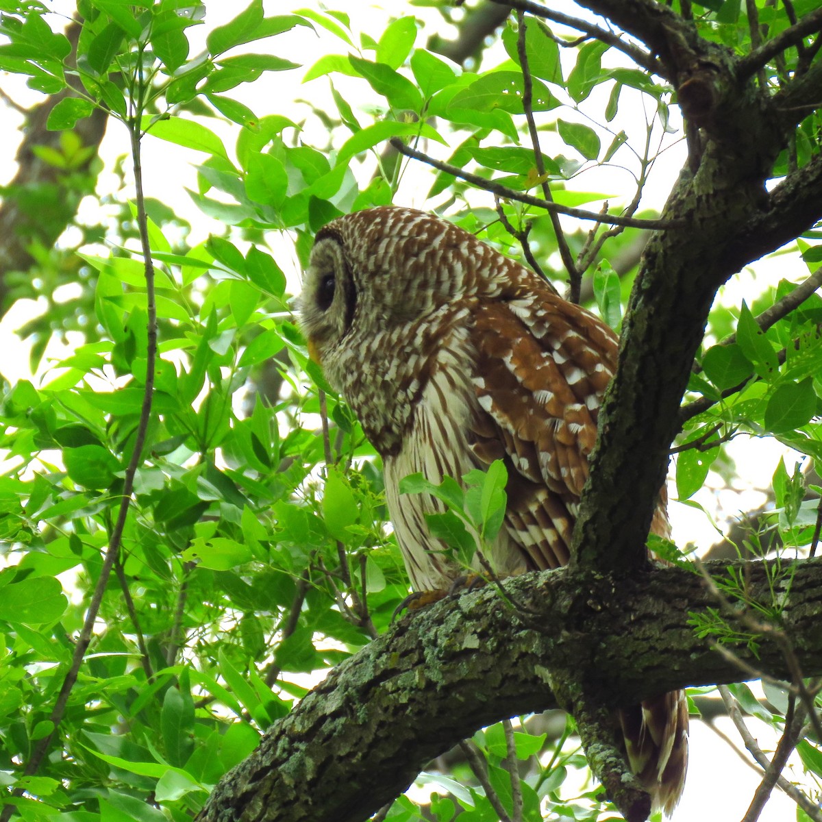 Barred Owl - ML634469682