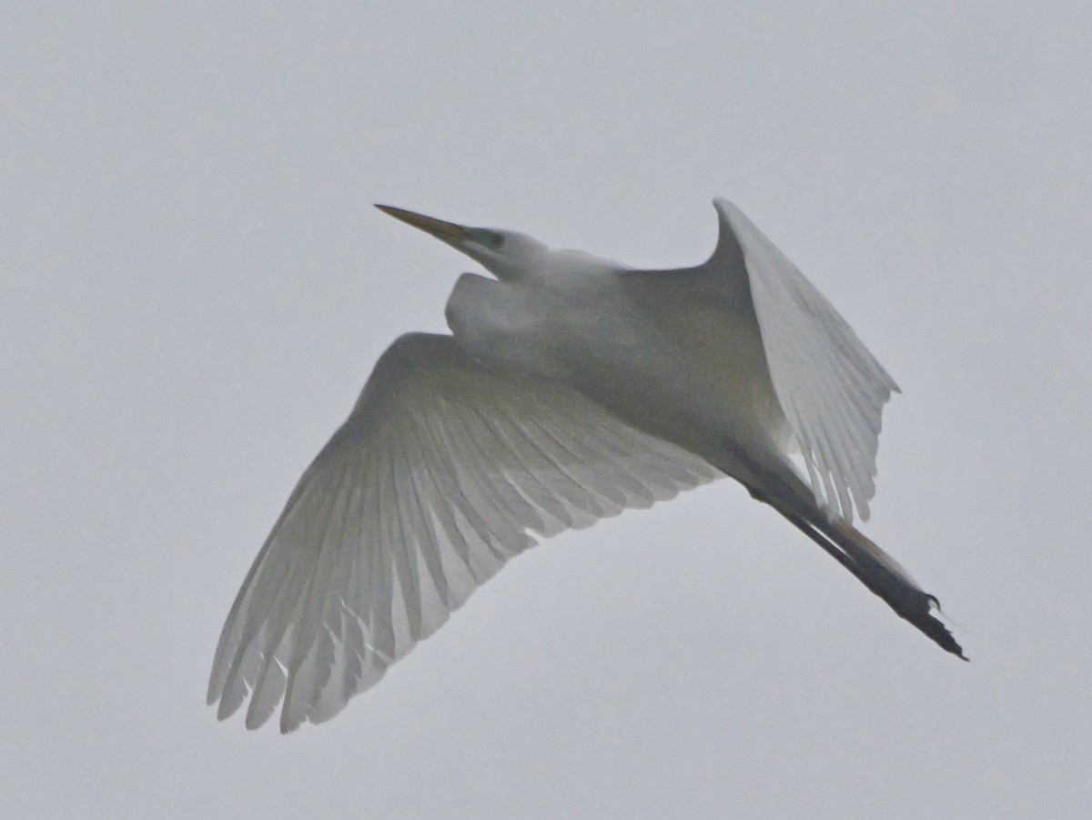 Great Egret - ML634469719