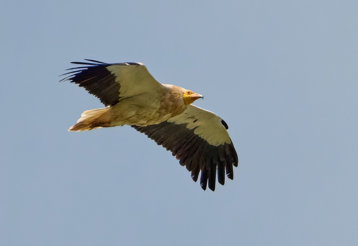 Egyptian Vulture - ML634469735