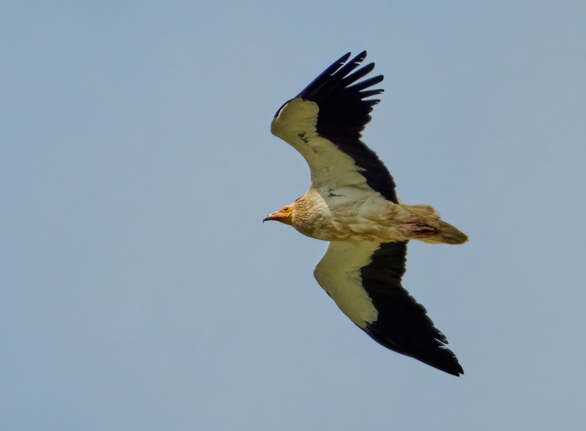 Egyptian Vulture - ML634469736