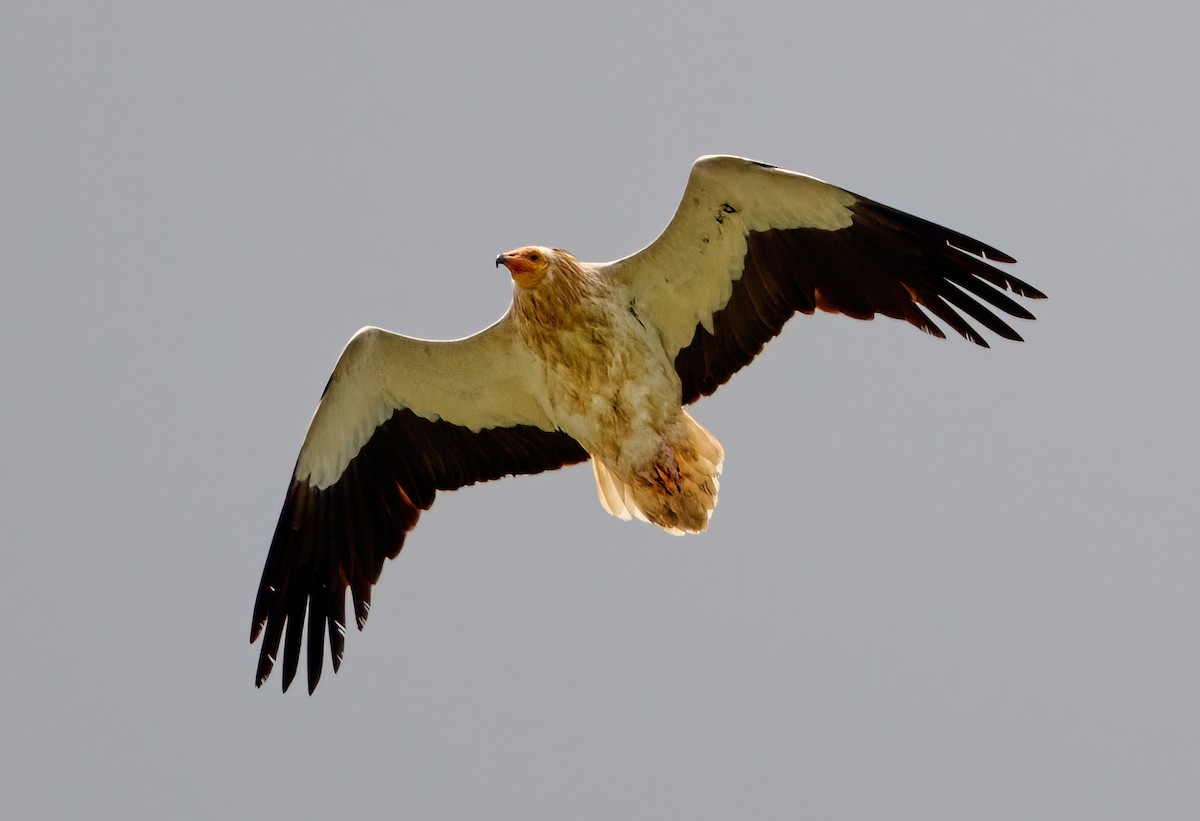 Egyptian Vulture - ML634469737