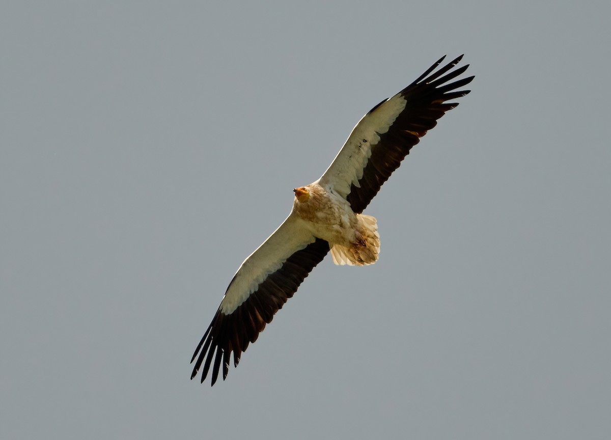 Egyptian Vulture - ML634469738