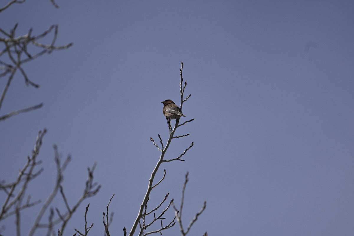 Gray-crowned Rosy-Finch - ML634469761