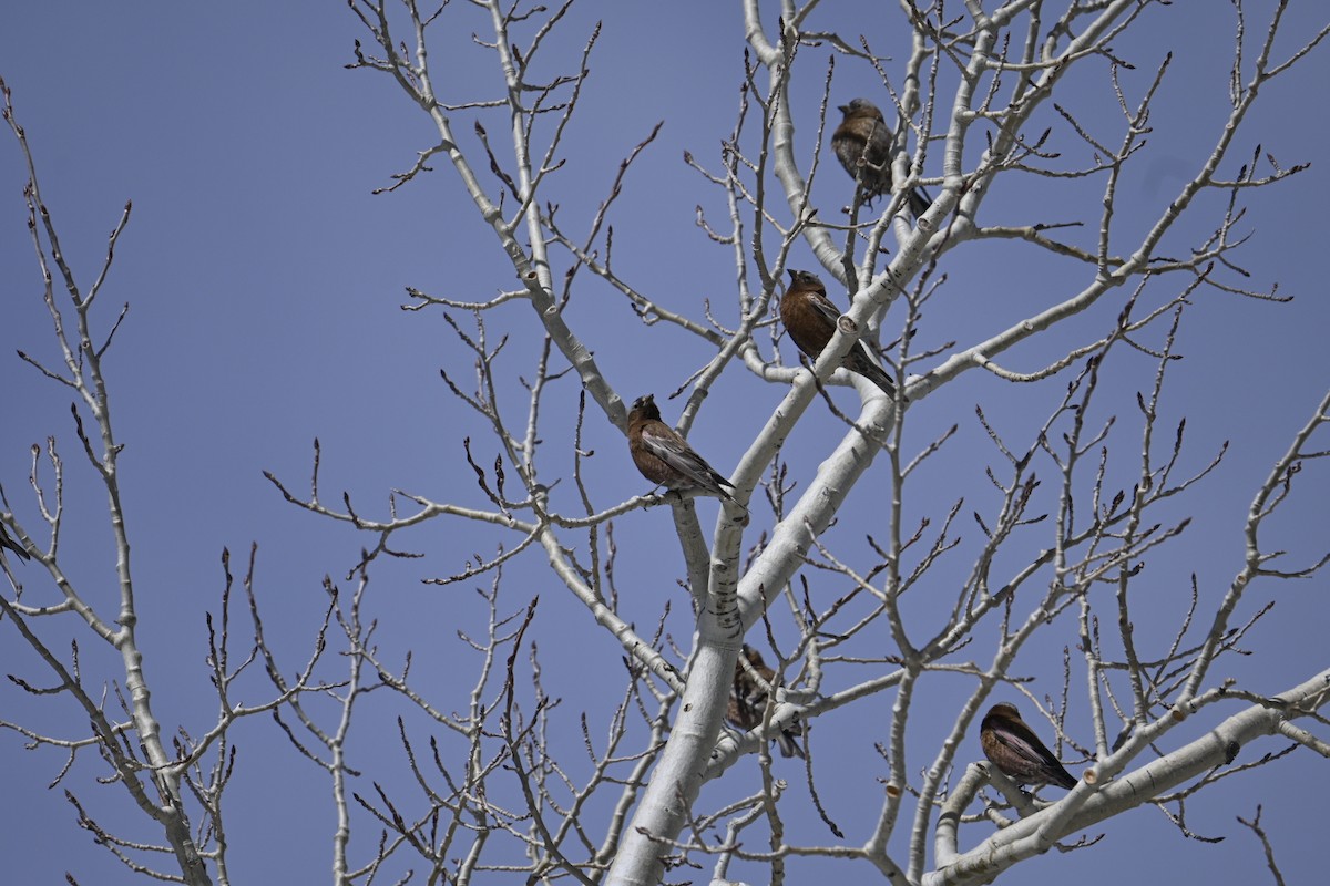 Gray-crowned Rosy-Finch - ML634469762