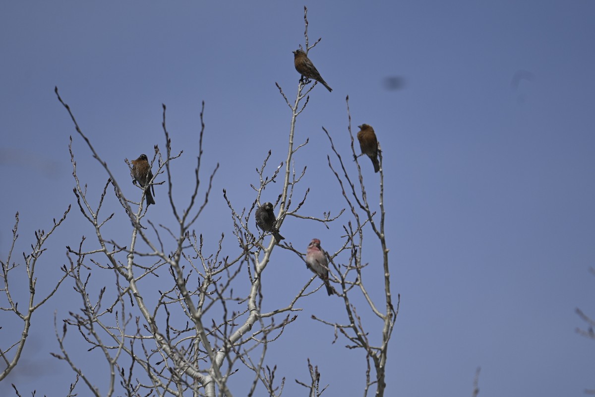 Gray-crowned Rosy-Finch - ML634469763